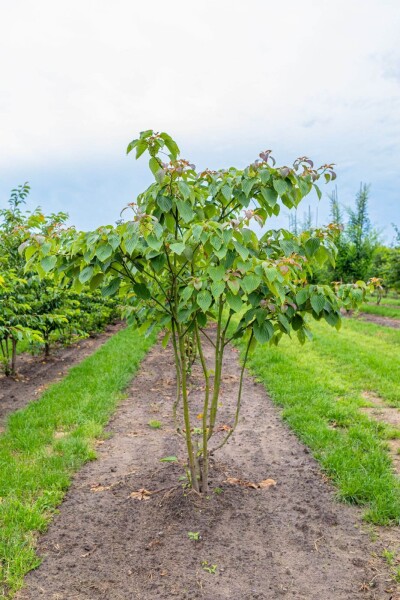 Cornus controversa