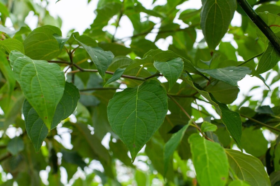 Cornus controversa Cornus controversa