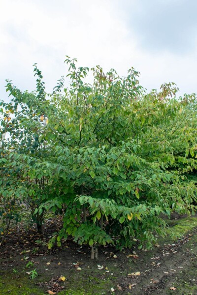 Cornus controversa meerstammig Cornus controversa meerstammig
