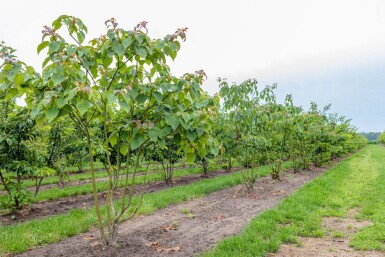 Cornus controversa mehrstämmig 200-250