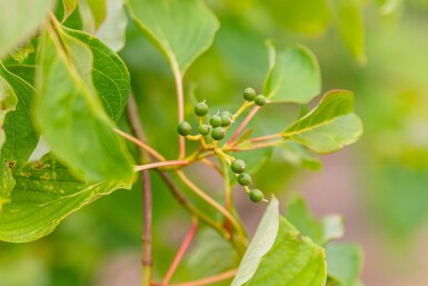 Cornus controversa mehrstämmig 200-250