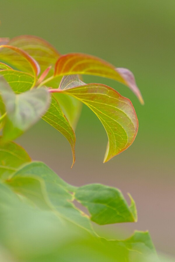 Cornus controversa ME 200-250 P/K Cornus controversa Mehrstämmig 200-250