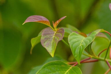 Cornus controversa ME 200-250 P/K Cornus controversa Mehrstämmig 200-250