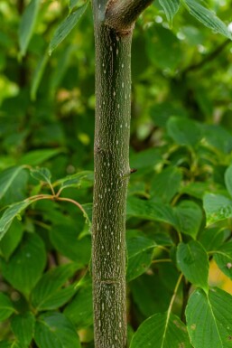 Cornus controversa ME 200-250 P/K Cornus controversa Mehrstämmig 200-250