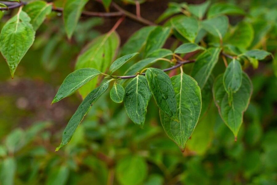 Cornus controversa ME 200-250 P/K Cornus controversa Mehrstämmig 200-250