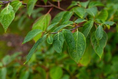 Cornus controversa mehrstämmig 200-250