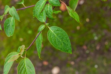 Cornus controversa mehrstämmig 200-250