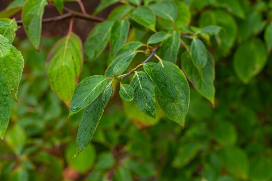 Cornus controversa ME 200-250 P/K Cornus controversa Mehrstämmig 200-250