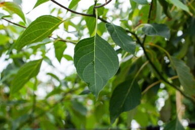 Cornus controversa mehrstämmig 200-250