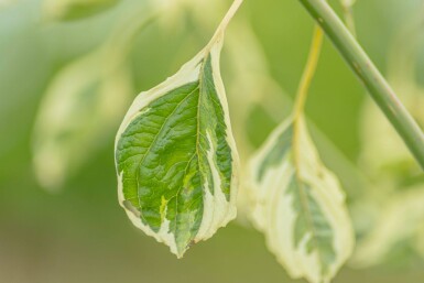 Cornus controversa 'Variegata'