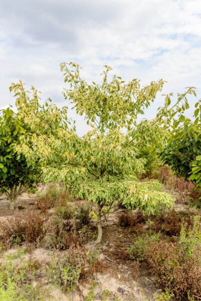 Cornus controversa 'Variegata' meerstammig