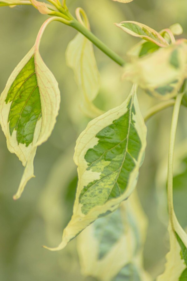 Cornus 'Variegata' ME200-250 P/K Cornus controversa 'Variegata' Mehrstämmig 200-250