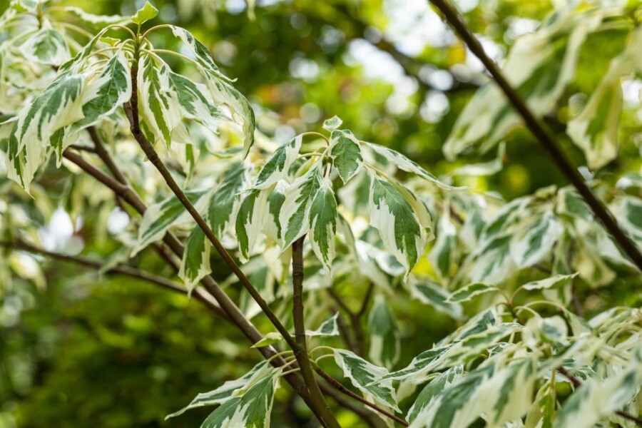 Cornus 'Variegata' ME200-250 P/K Cornus controversa 'Variegata' Mehrstämmig 200-250