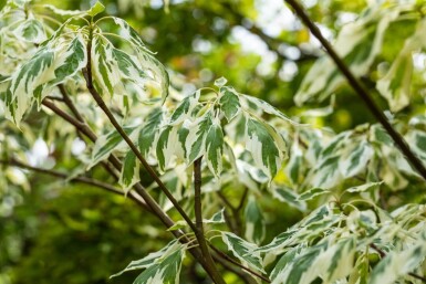 Cornus 'Variegata' ME200-250 P/K Cornus controversa 'Variegata' Mehrstämmig 200-250