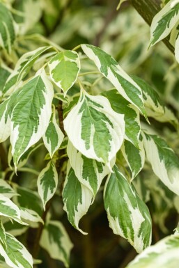 Cornus 'Variegata' ME200-250 P/K Cornus controversa 'Variegata' Mehrstämmig 200-250