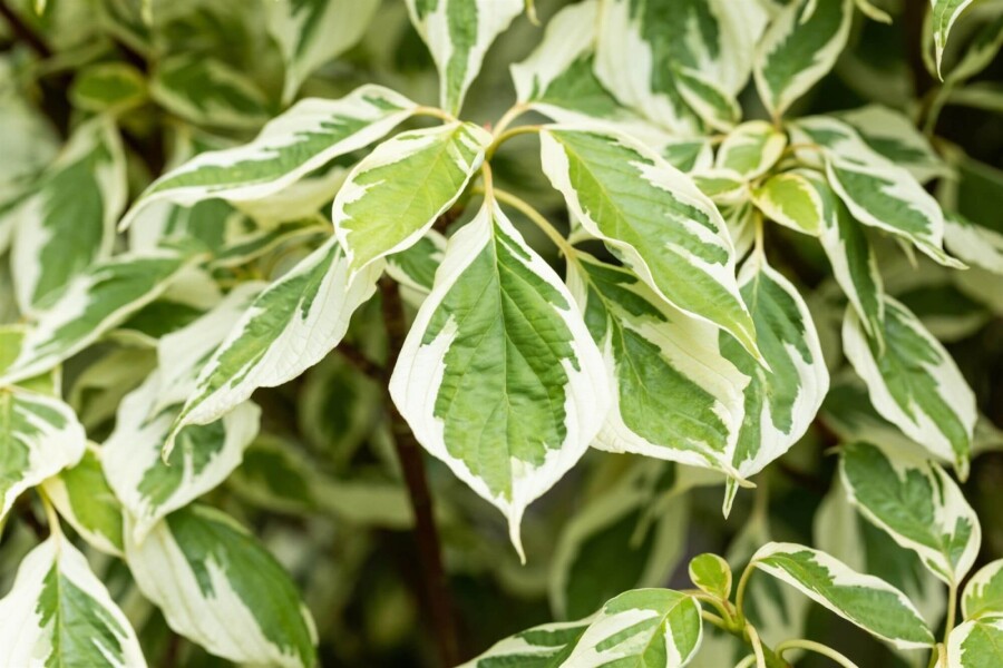 Cornus 'Variegata' ME200-250 P/K Cornus controversa 'Variegata' Mehrstämmig 200-250