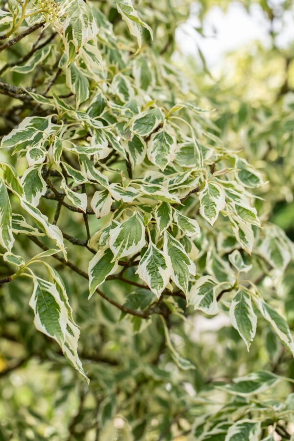 Cornus 'Variegata' ME200-250 P/K Cornus controversa 'Variegata' Mehrstämmig 200-250