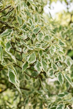 Cornus 'Variegata' ME200-250 P/K Cornus controversa 'Variegata' Mehrstämmig 200-250