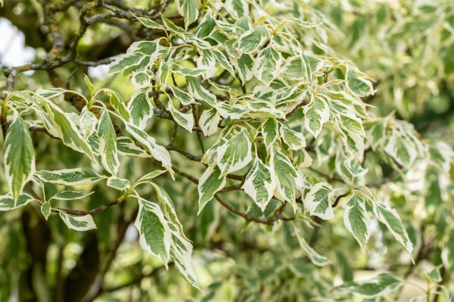 Cornus 'Variegata' ME200-250 P/K Cornus controversa 'Variegata' Mehrstämmig 200-250