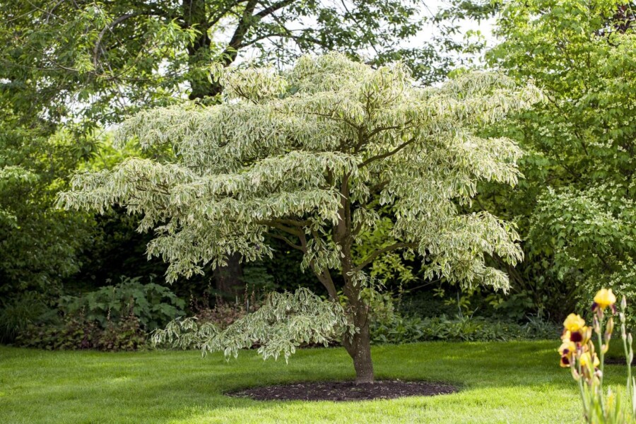 Cornus 'Variegata' ME200-250 P/K Cornus controversa 'Variegata' Mehrstämmig 200-250