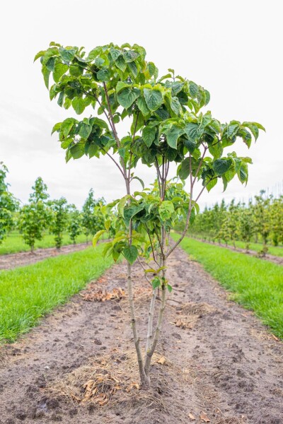 Cornus florida