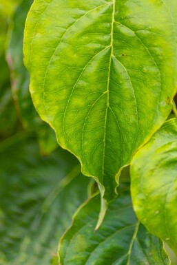 Cornus florida Cornus florida
