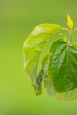 Cornus florida mehrstämmig 250-300