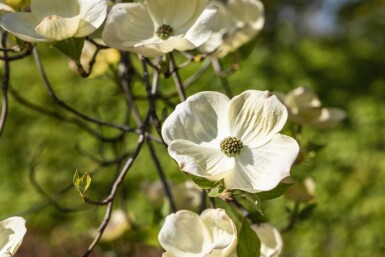 Cornus florida ME 250-300 P/K Cornus florida Mehrstämmig 250-300