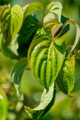 Cornus kousa