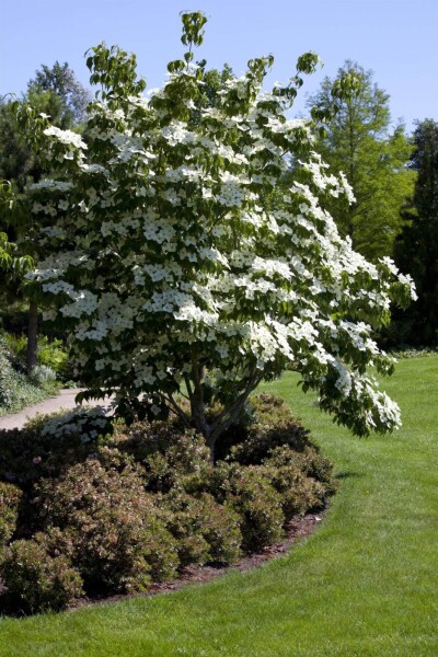 Cornus kousa hoogstam Cornus kousa hoogstam