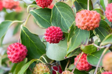 Cornus kousa hoogstam 16/18