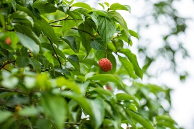 Cornus kousa hoogstam 16/18