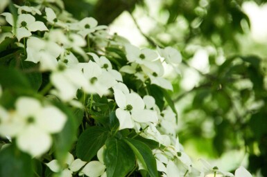 Cornus kousa hoogstam 16/18