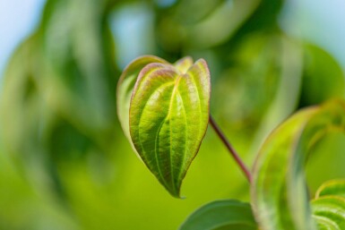 Cornus kousa hoogstam 16/18