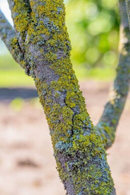 Cornus kousa hoogstam 16/18