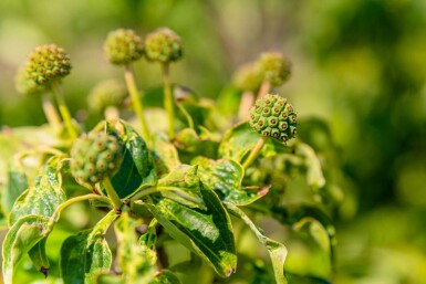 Cornus kousa hoogstam 16/18