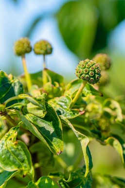 Cornus kousa hoogstam 16/18