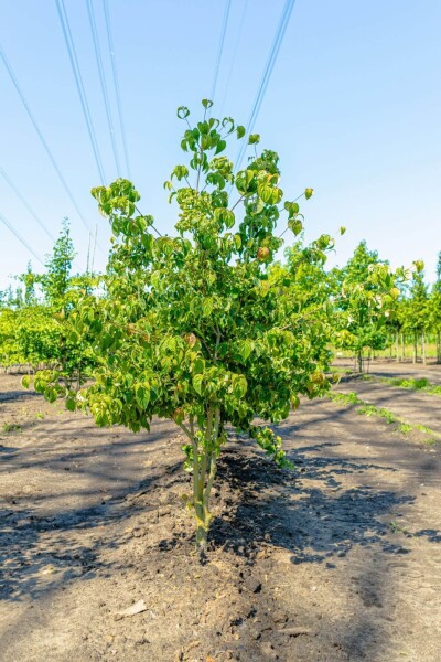 Cornus kousa mehrstämmig