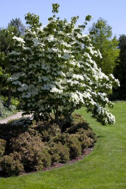 Cornus kousa mehrstämmig 200-250