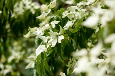 Cornus kousa mehrstämmig 200-250