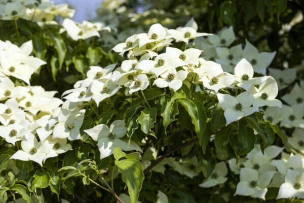 Cornus kousa 'Milky Way' Cornus kousa 'Milky Way'