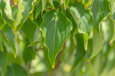 Cornus kousa 'Milky Way'