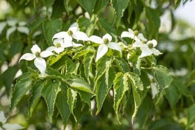 Cornus kousa 'Milky Way' ME 200-250 P/K Cornus kousa 'Milky Way' Mehrstämmig 200-250