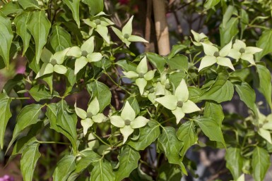 Cornus kousa 'Milky Way' ME 200-250 P/K Cornus kousa 'Milky Way' Mehrstämmig 200-250