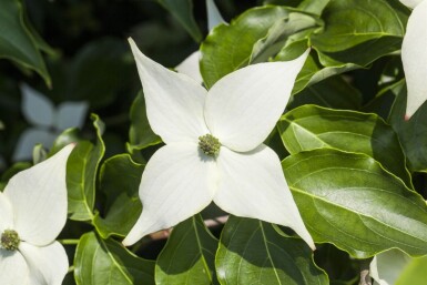 Cornus kousa 'Milky Way' ME 200-250 P/K Cornus kousa 'Milky Way' Mehrstämmig 200-250