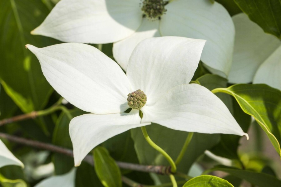 Cornus kousa 'Milky Way' ME 200-250 P/K Cornus kousa 'Milky Way' Mehrstämmig 200-250
