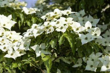 Cornus kousa 'Milky Way' ME 200-250 P/K Cornus kousa 'Milky Way' Mehrstämmig 200-250