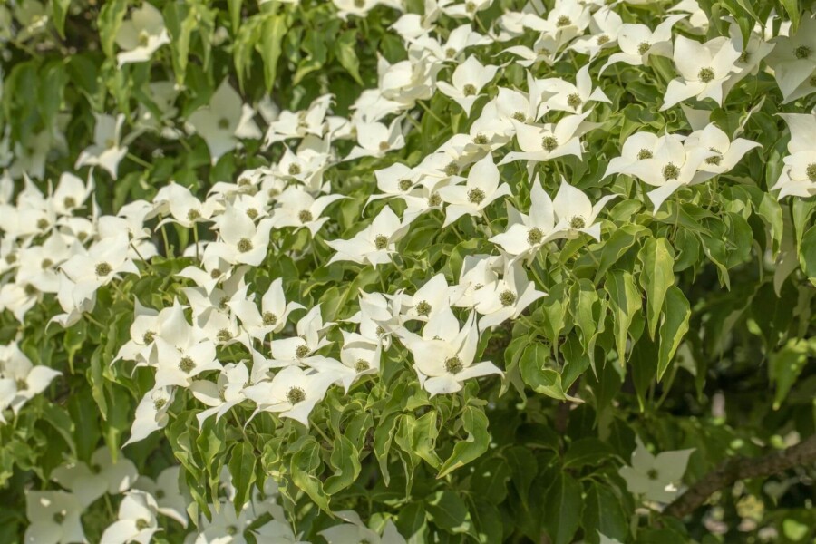 Cornus kousa 'Milky Way' ME 200-250 P/K Cornus kousa 'Milky Way' Mehrstämmig 200-250