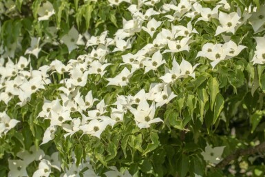 Cornus kousa 'Milky Way' mehrstämmig 200-250