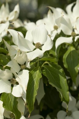 Cornus kousa 'Milky Way' ME 200-250 P/K Cornus kousa 'Milky Way' Mehrstämmig 200-250